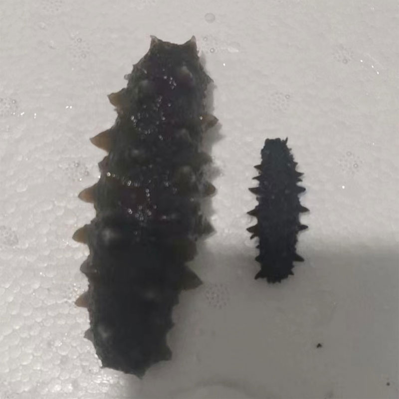 泡发海参方法介绍